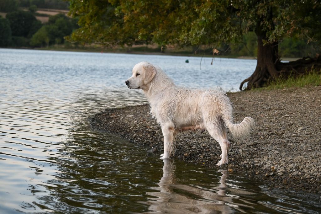 Les Golden Retriever de l'affixe Des Symphonies d'Arlequin