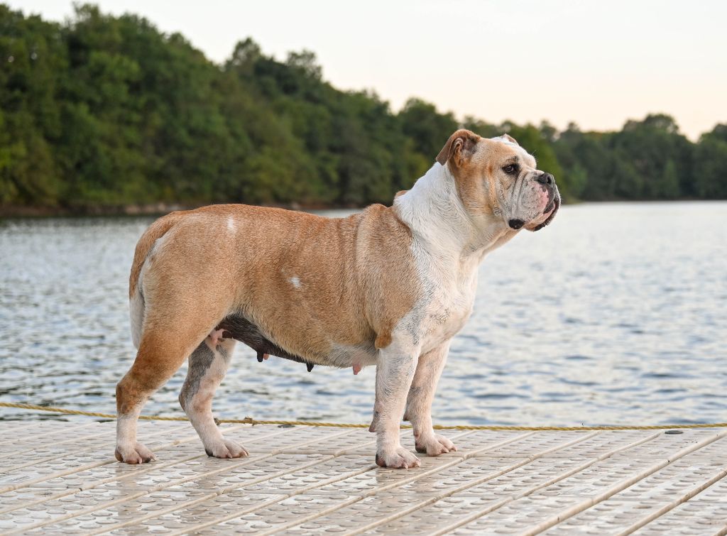 Les Bulldog continental de l'affixe Des Symphonies d'Arlequin