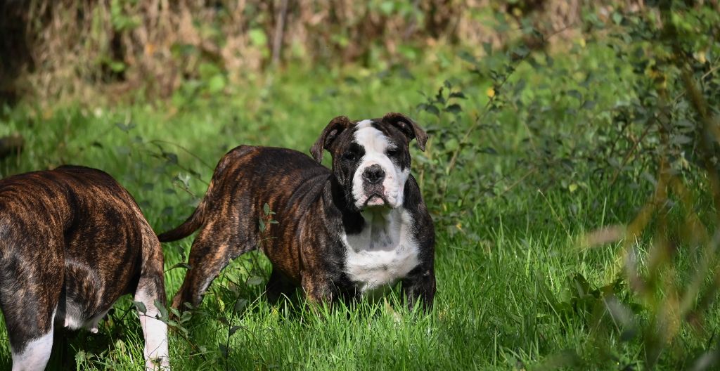 Des Symphonies d'Arlequin - Chiot disponible  - Bulldog continental