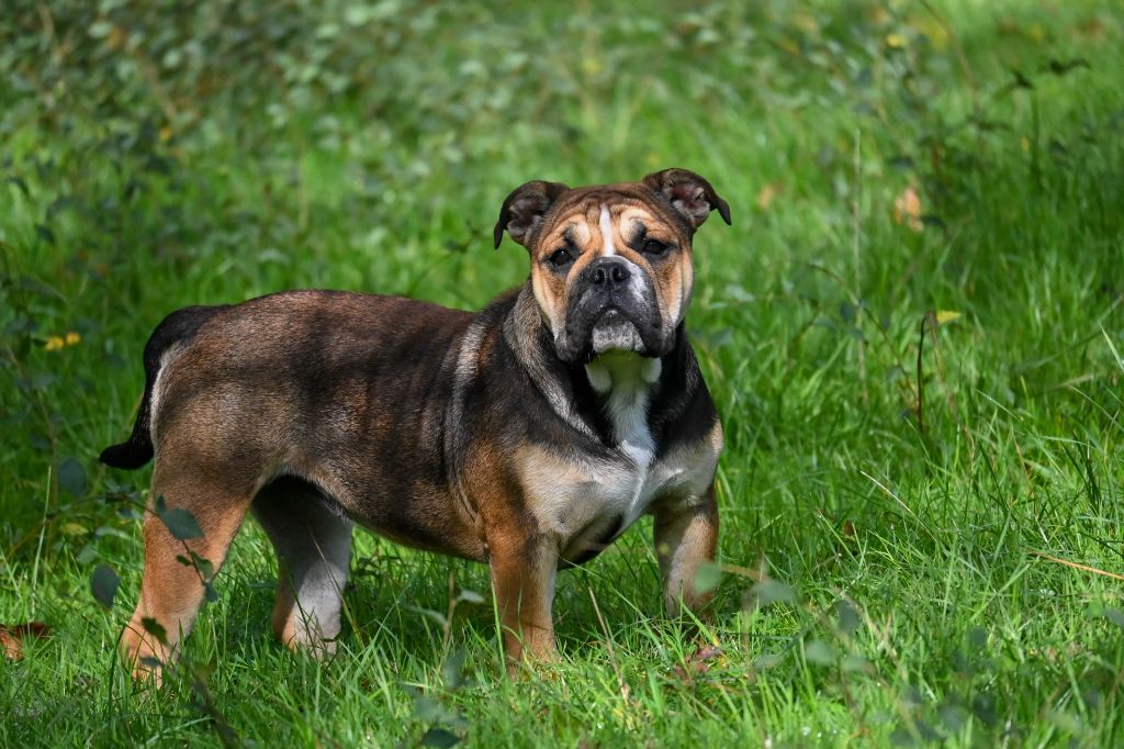 Des Symphonies d'Arlequin - Chiot disponible  - Bulldog continental