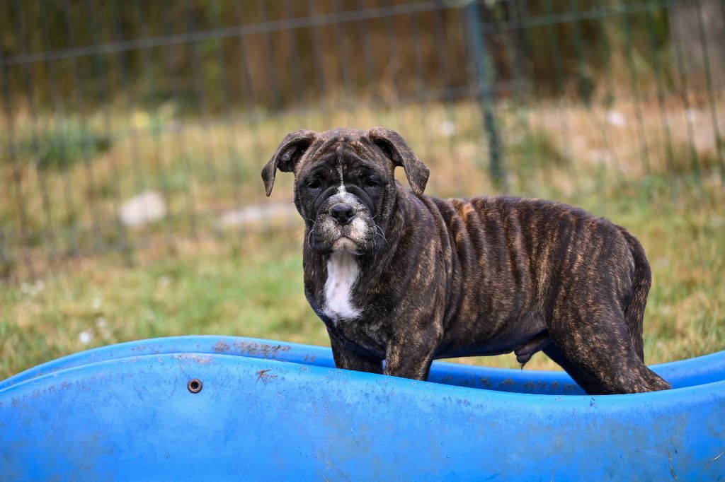 Des Symphonies d'Arlequin - Chiot disponible  - Bulldog continental