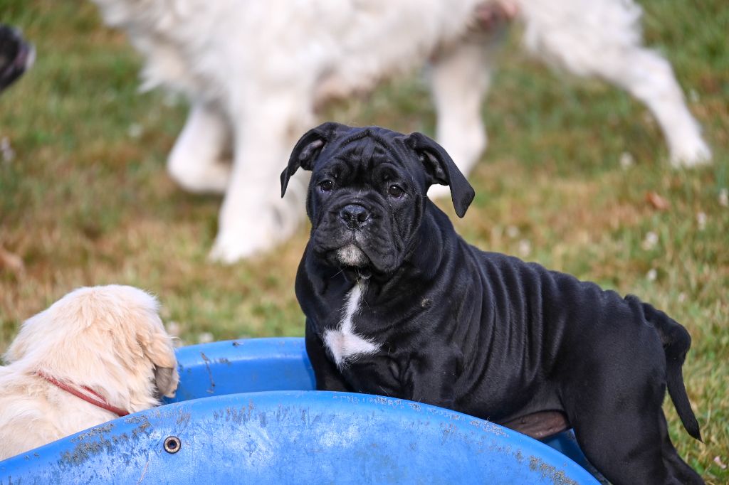 Des Symphonies d'Arlequin - Chiot disponible  - Bulldog continental