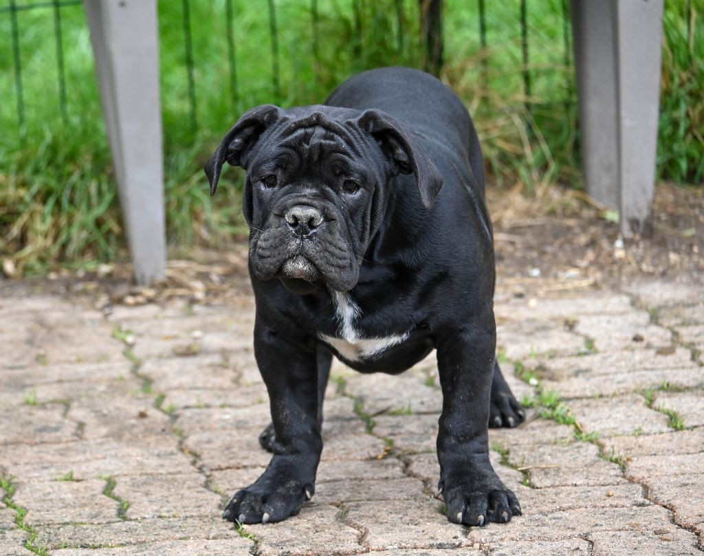 Des Symphonies d'Arlequin - Chiot disponible  - Bulldog continental