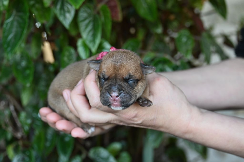 Des Symphonies d'Arlequin - Chiot disponible  - Bulldog continental