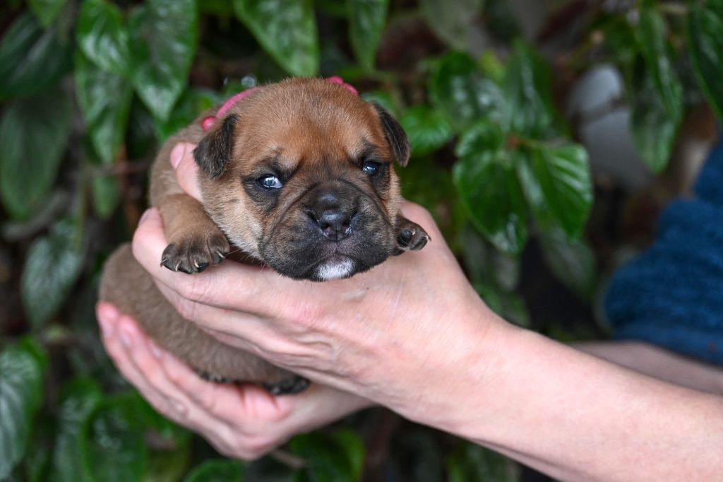 Des Symphonies d'Arlequin - Chiot disponible  - Bulldog continental