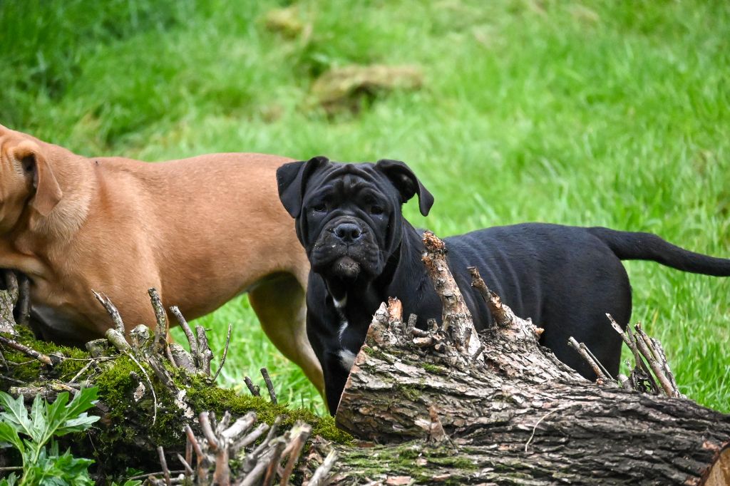 Des Symphonies d'Arlequin - Chiot disponible  - Bulldog continental