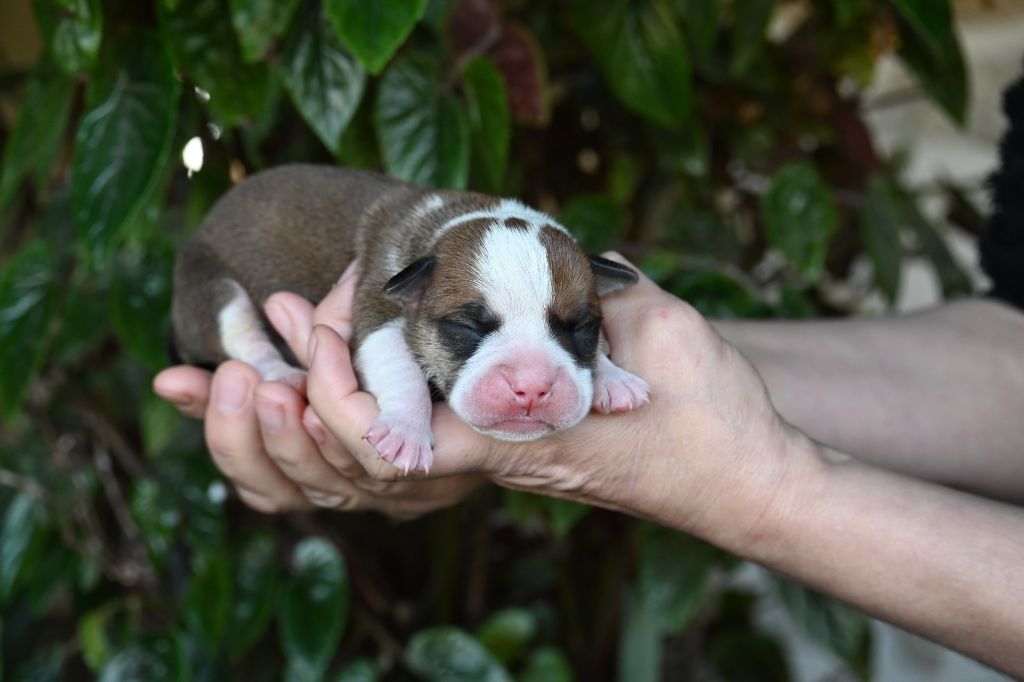 Des Symphonies d'Arlequin - Chiot disponible  - Bulldog continental