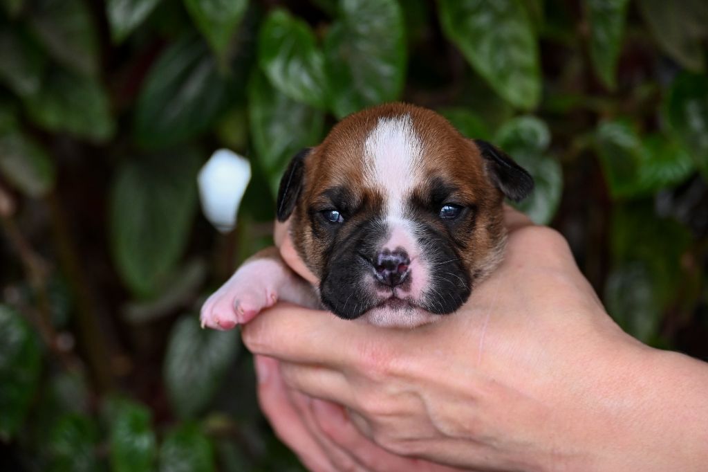 Des Symphonies d'Arlequin - Chiot disponible  - Bulldog continental