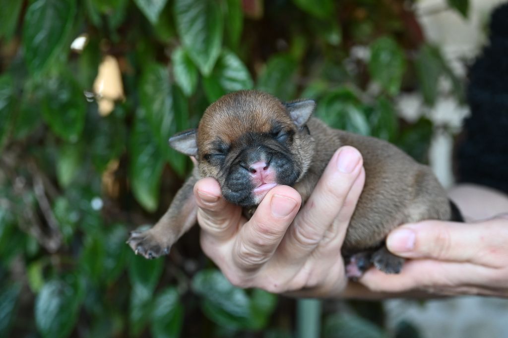 Des Symphonies d'Arlequin - Chiot disponible  - Bulldog continental