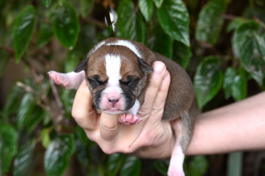 Des Symphonies d'Arlequin - Chiot disponible  - Bulldog continental