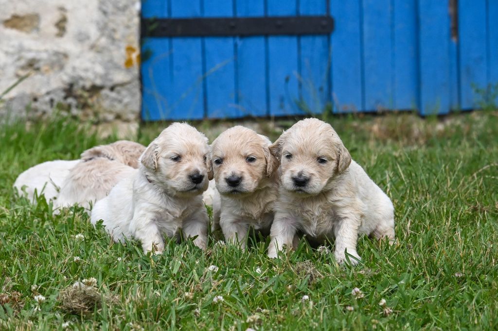 chiot Golden Retriever Des Symphonies d'Arlequin