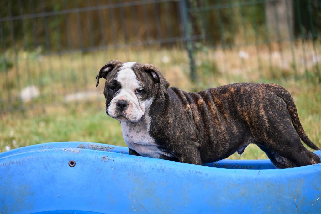 Des Symphonies d'Arlequin - Chiot disponible  - Bulldog continental