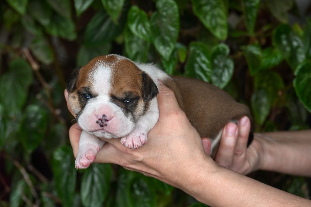 Des Symphonies d'Arlequin - Chiot disponible  - Bulldog continental