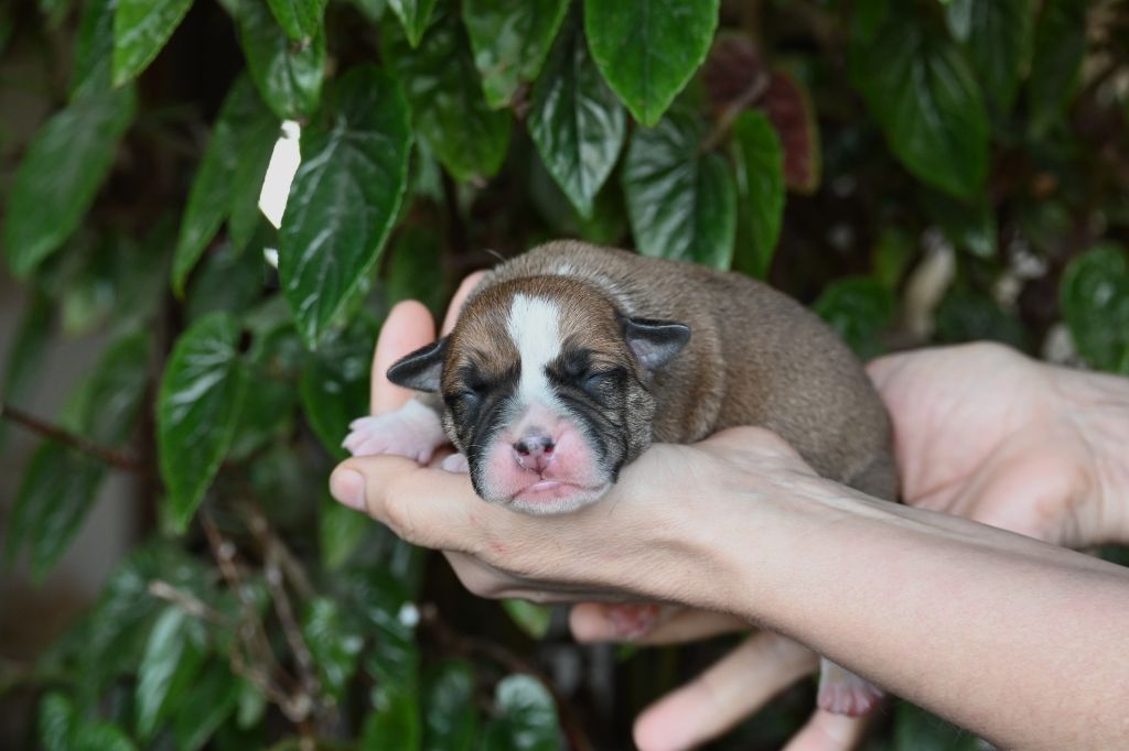 Des Symphonies d'Arlequin - Chiot disponible  - Bulldog continental