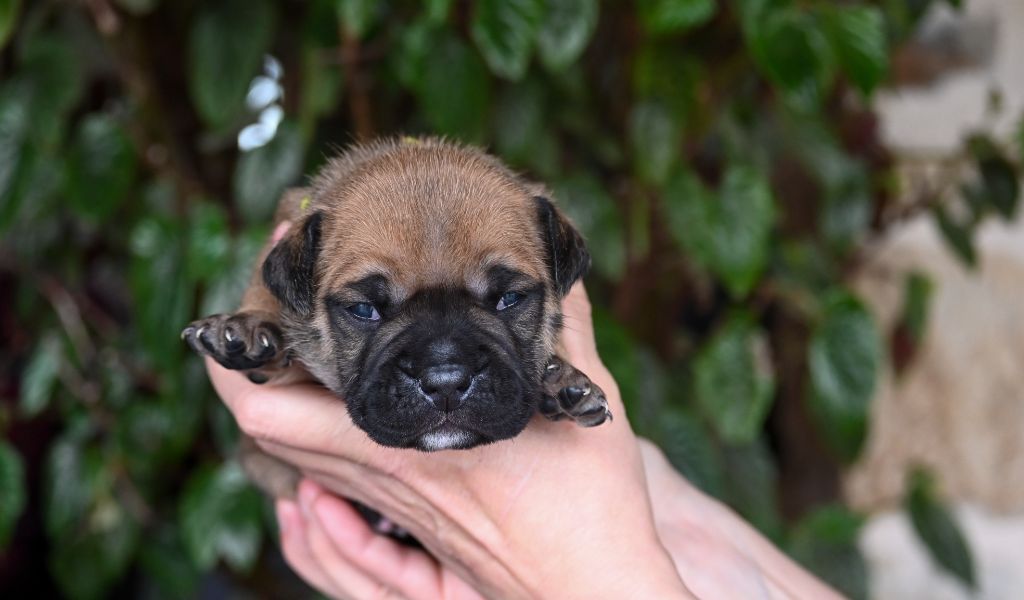 Des Symphonies d'Arlequin - Chiot disponible  - Bulldog continental