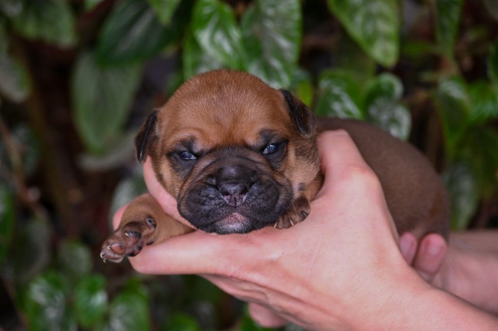 Des Symphonies d'Arlequin - Chiot disponible  - Bulldog continental