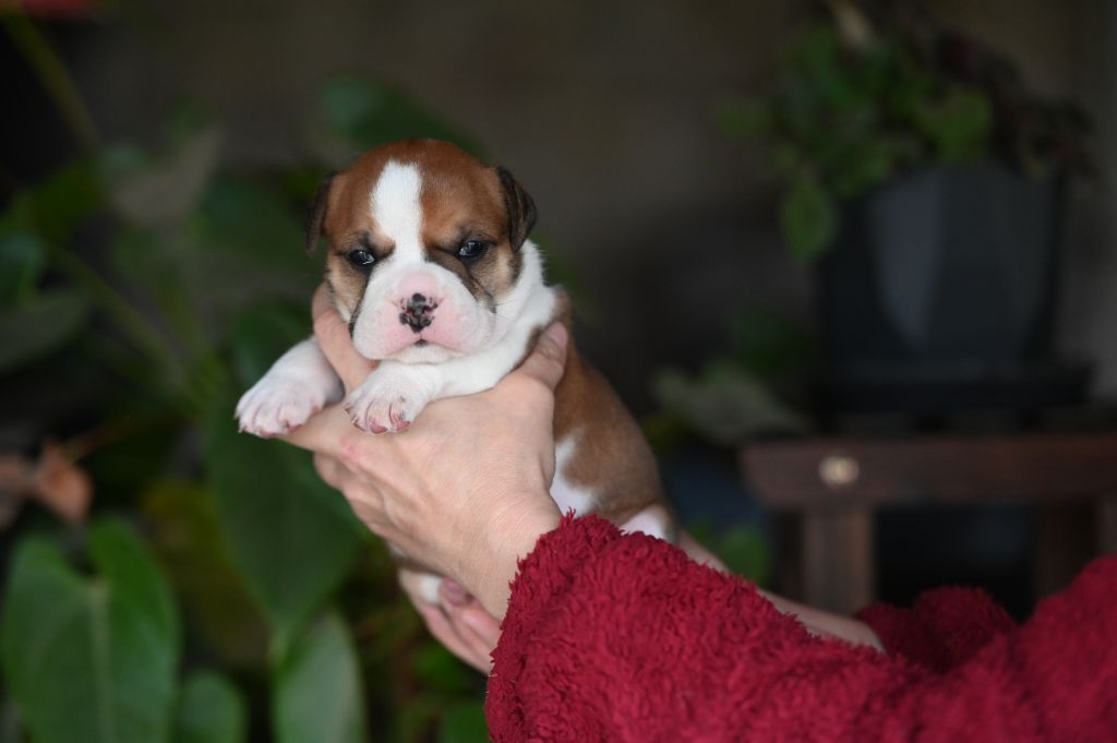 Des Symphonies d'Arlequin - Chiot disponible  - Bulldog continental