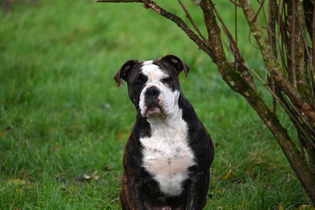 Des Symphonies d'Arlequin - Chiot disponible  - Bulldog continental