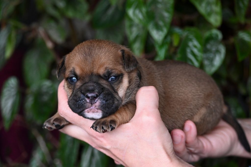 Des Symphonies d'Arlequin - Chiot disponible  - Bulldog continental