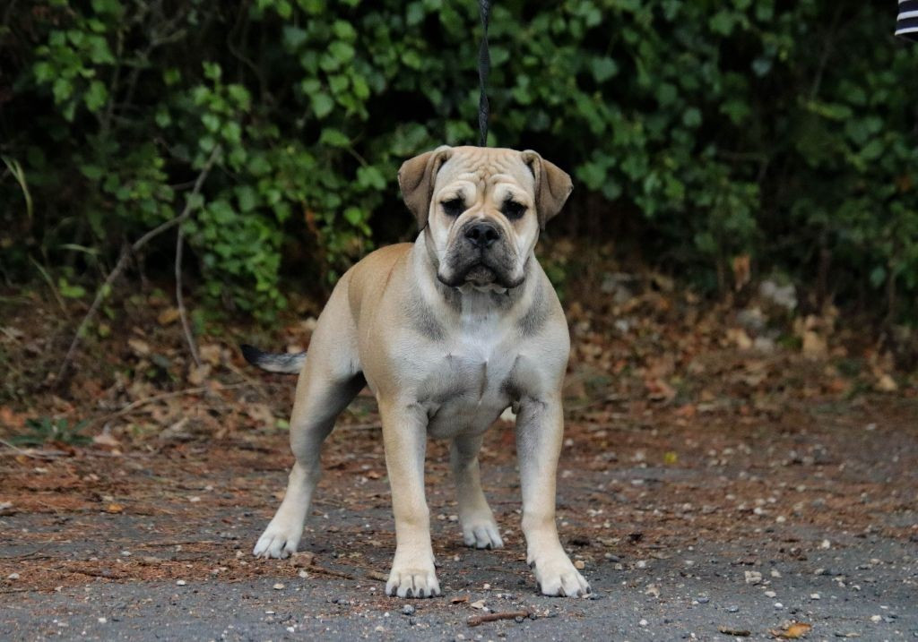 Un je ne sais quoi Des Symphonies d'Arlequin
