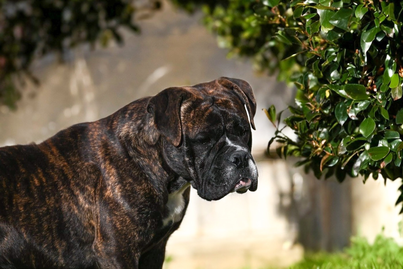 Vivo per lei Des Symphonies d'Arlequin