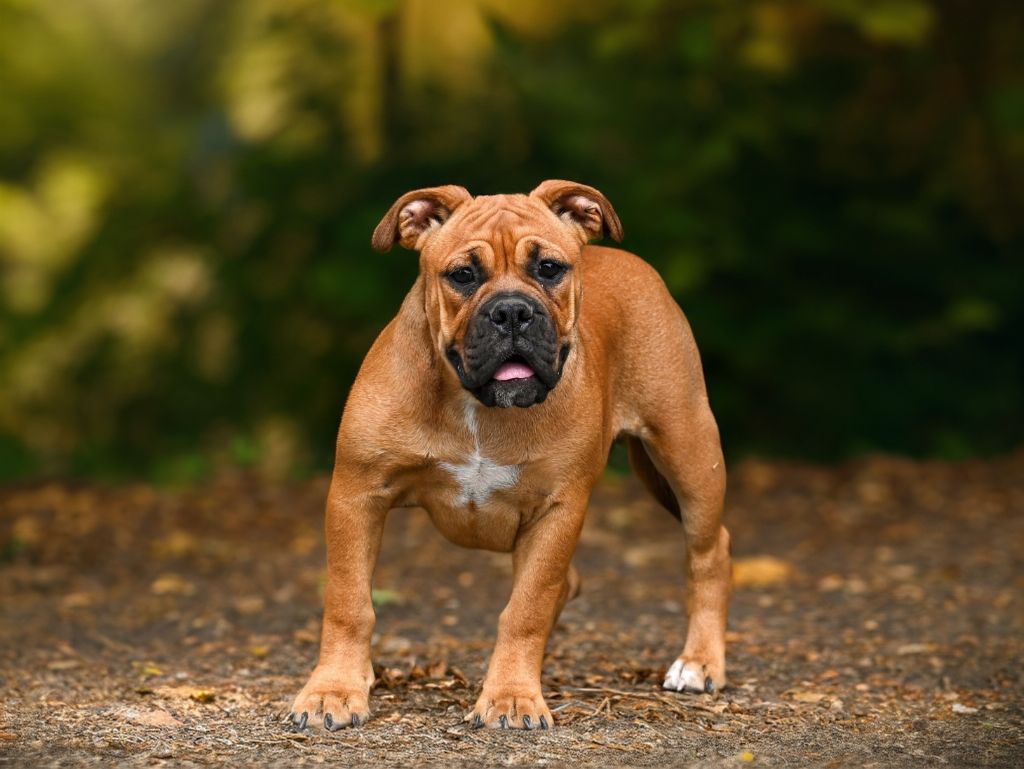Des Symphonies d'Arlequin - Chiots disponibles - Bulldog continental
