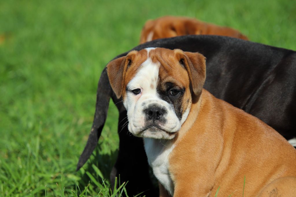 Des Symphonies d'Arlequin - Bulldog continental - Portée née le 04/09/2020