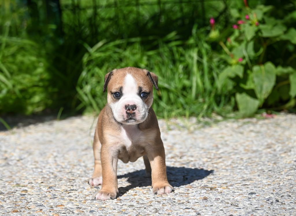 Des Symphonies d'Arlequin - Chiots disponibles - Bulldog continental