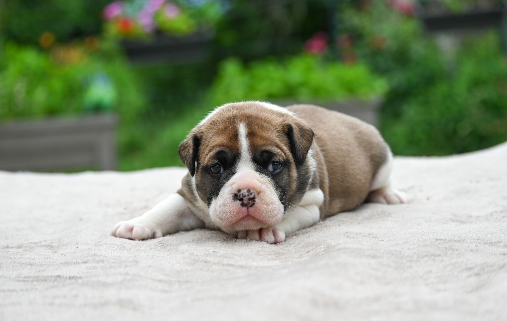 Des Symphonies d'Arlequin - Chiots disponibles - Bulldog continental