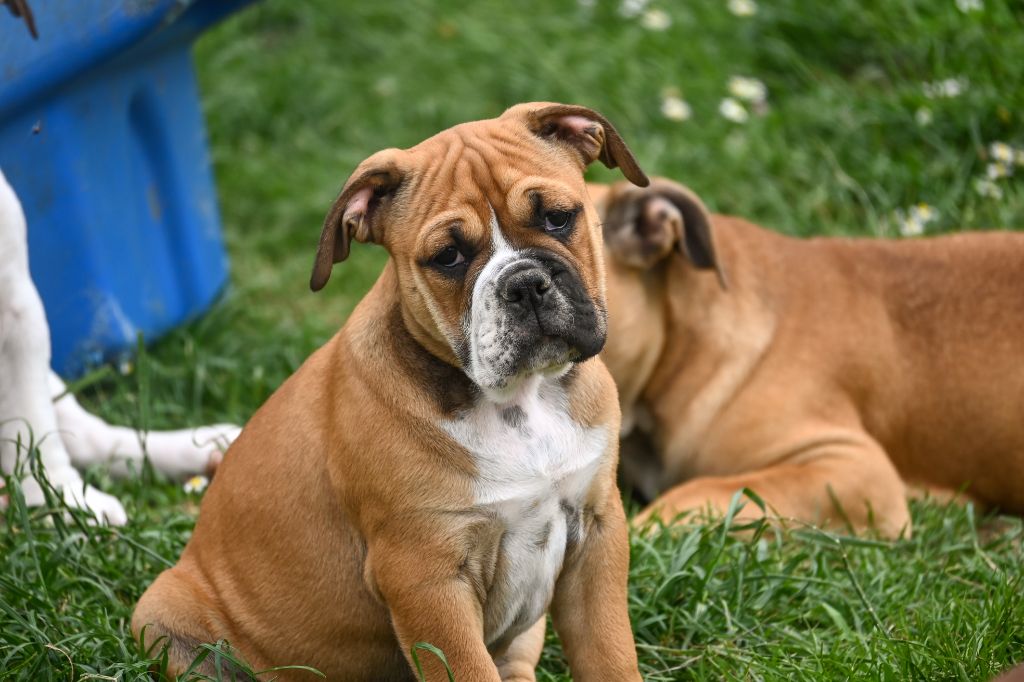Des Symphonies d'Arlequin - Chiots disponibles - Bulldog continental
