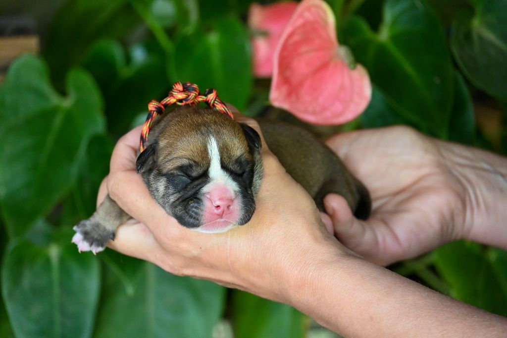 Des Symphonies d'Arlequin - Chiots disponibles - Bulldog continental