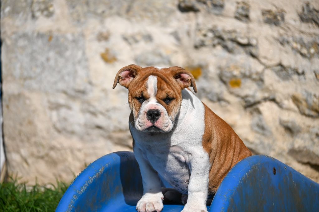 Des Symphonies d'Arlequin - Bulldog continental - Portée née le 16/01/2025