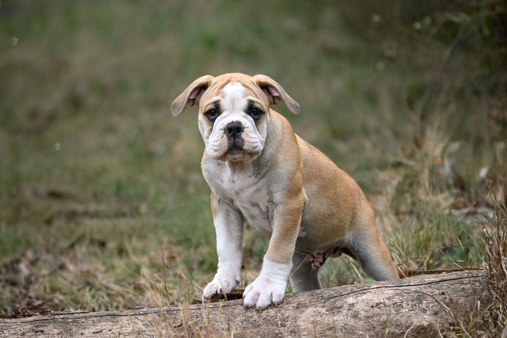 Des Symphonies d'Arlequin - Chiots disponibles - Bulldog continental