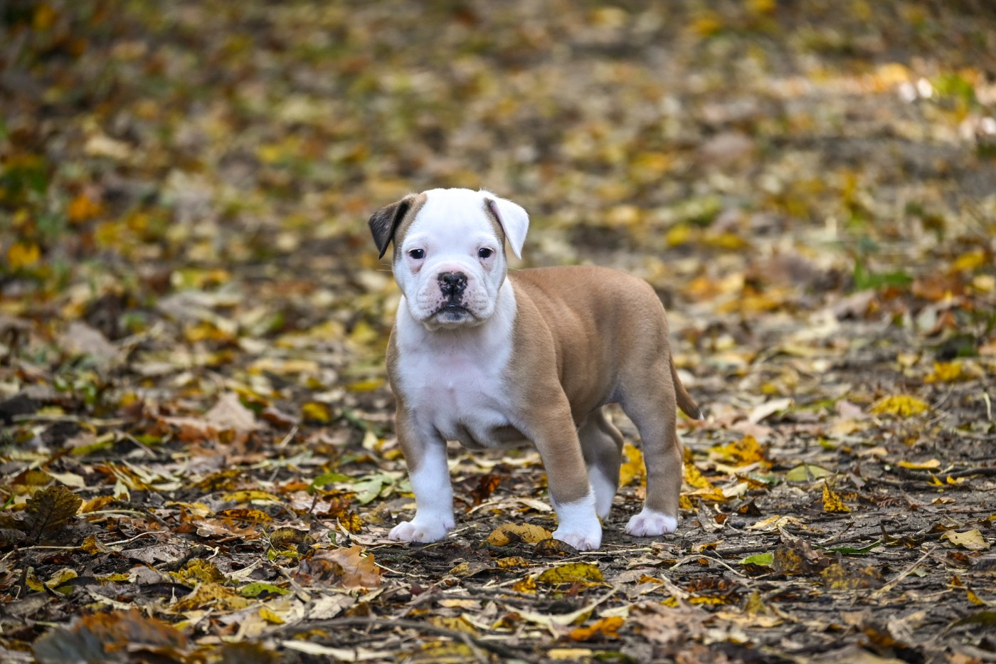 Des Symphonies d'Arlequin - Chiots disponibles - Bulldog continental