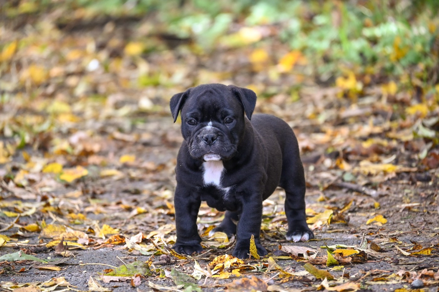 Des Symphonies d'Arlequin - Chiots disponibles - Bulldog continental