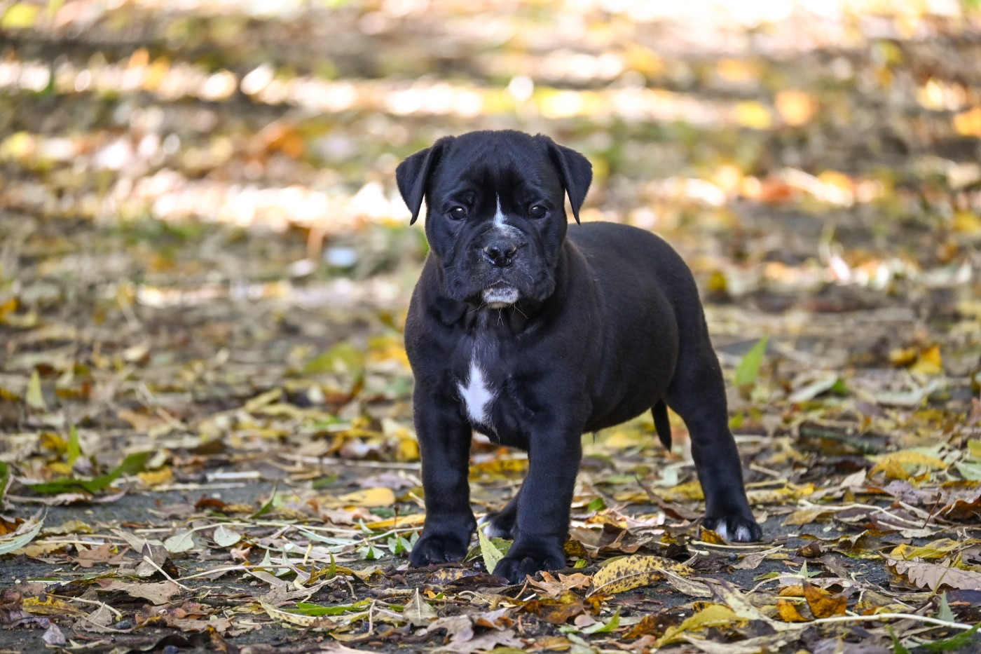 Des Symphonies d'Arlequin - Chiots disponibles - Bulldog continental