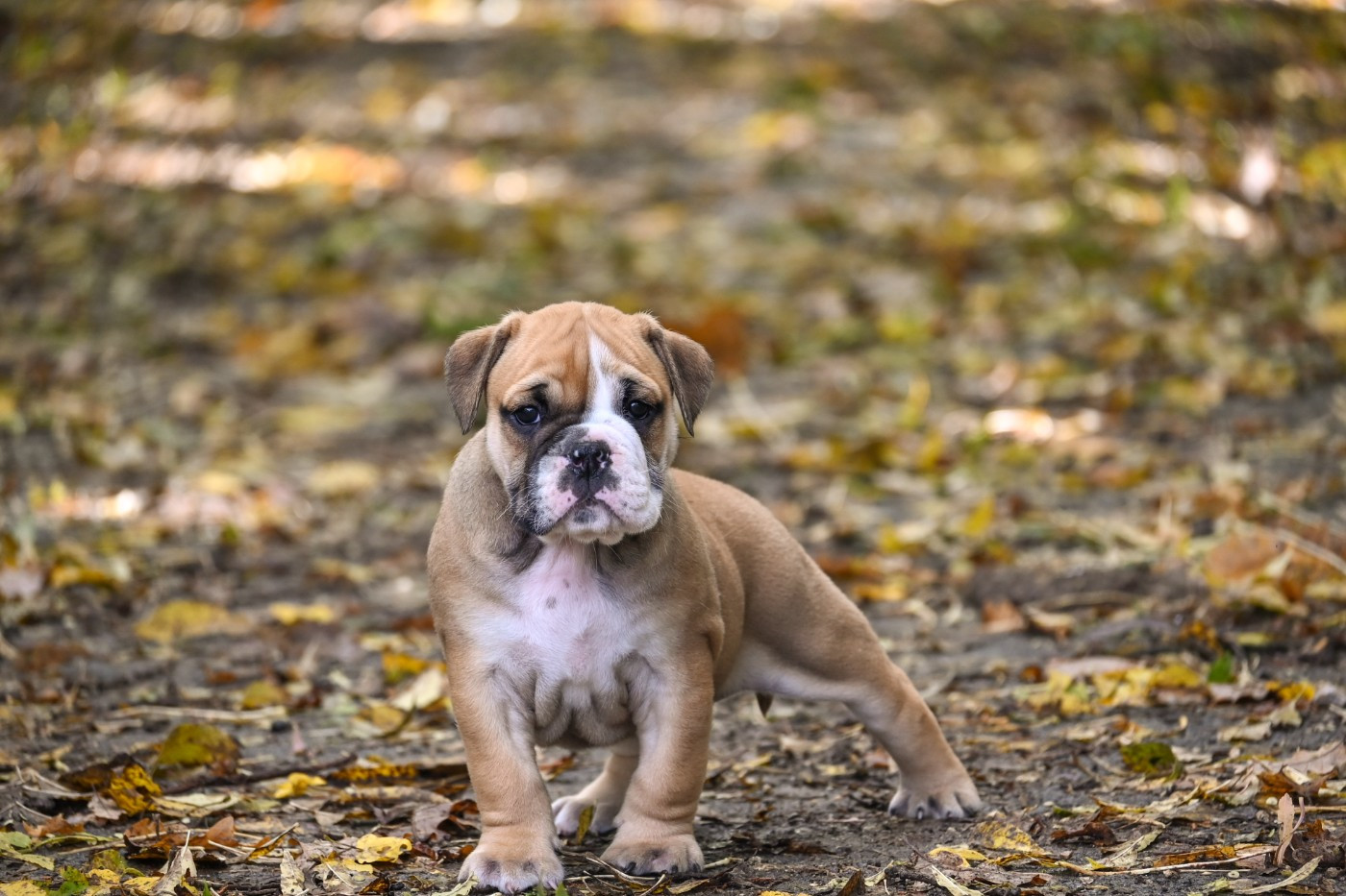 Des Symphonies d'Arlequin - Chiots disponibles - Bulldog continental