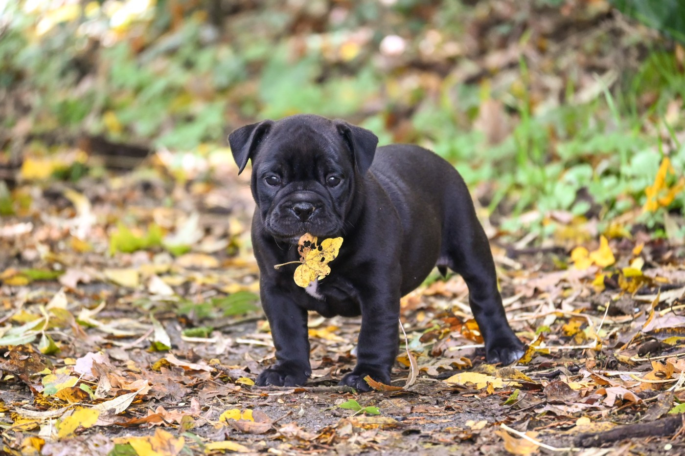 Des Symphonies d'Arlequin - Chiots disponibles - Bulldog continental