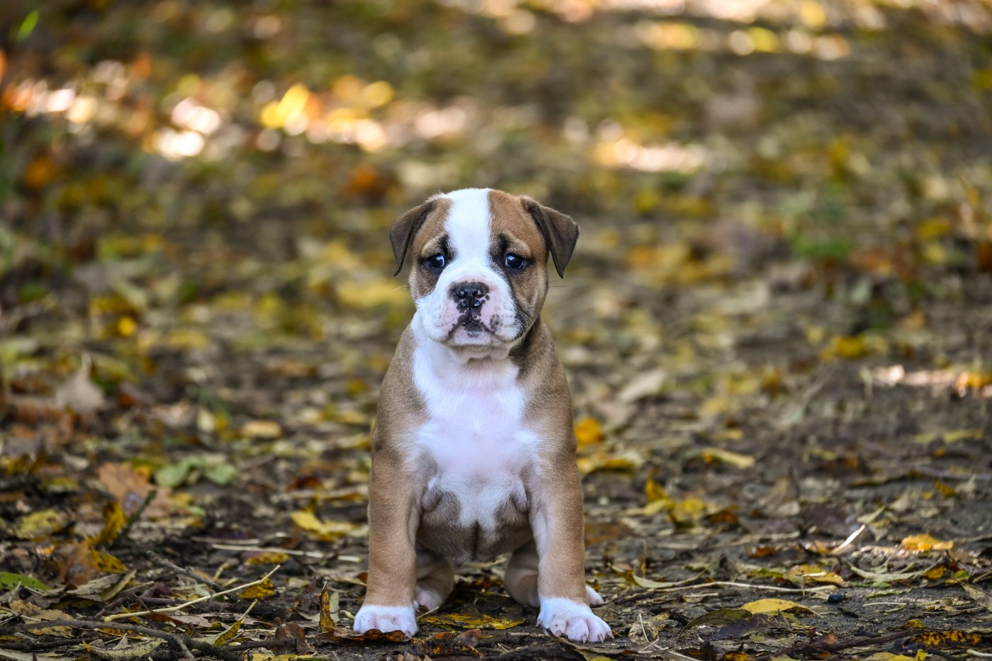 Des Symphonies d'Arlequin - Chiots disponibles - Bulldog continental