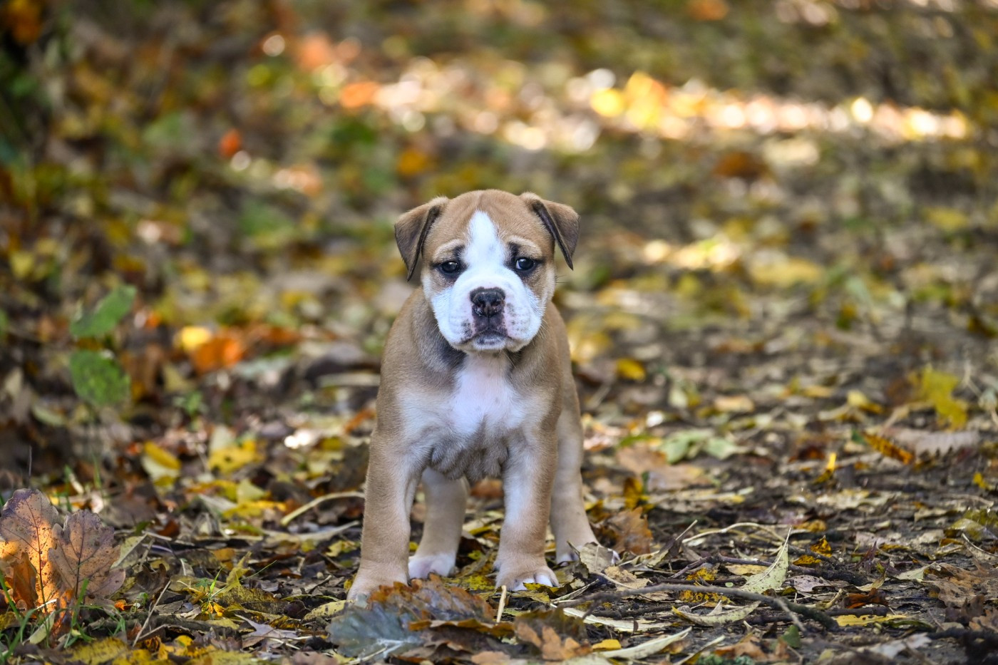 Des Symphonies d'Arlequin - Chiots disponibles - Bulldog continental