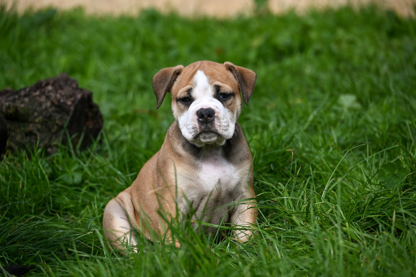 Des Symphonies d'Arlequin - Chiots disponibles - Bulldog continental