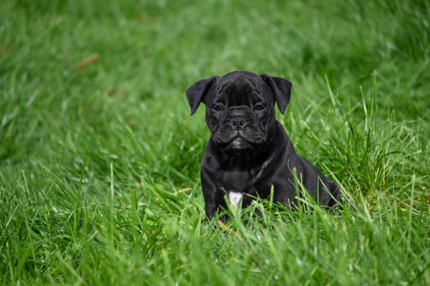 Des Symphonies d'Arlequin - Chiots disponibles - Bulldog continental