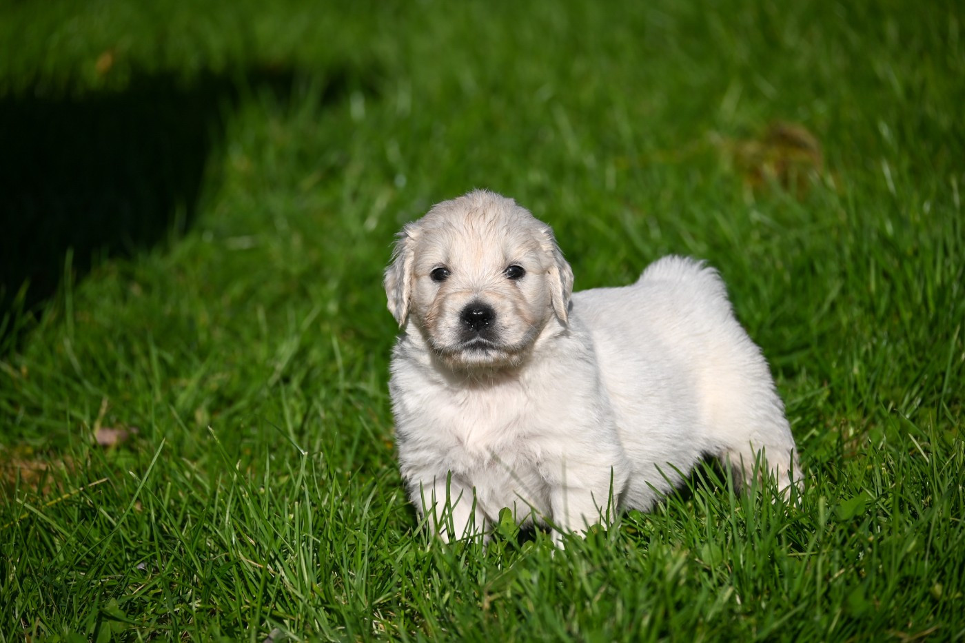 Des Symphonies d'Arlequin - Chiots disponibles - Golden Retriever