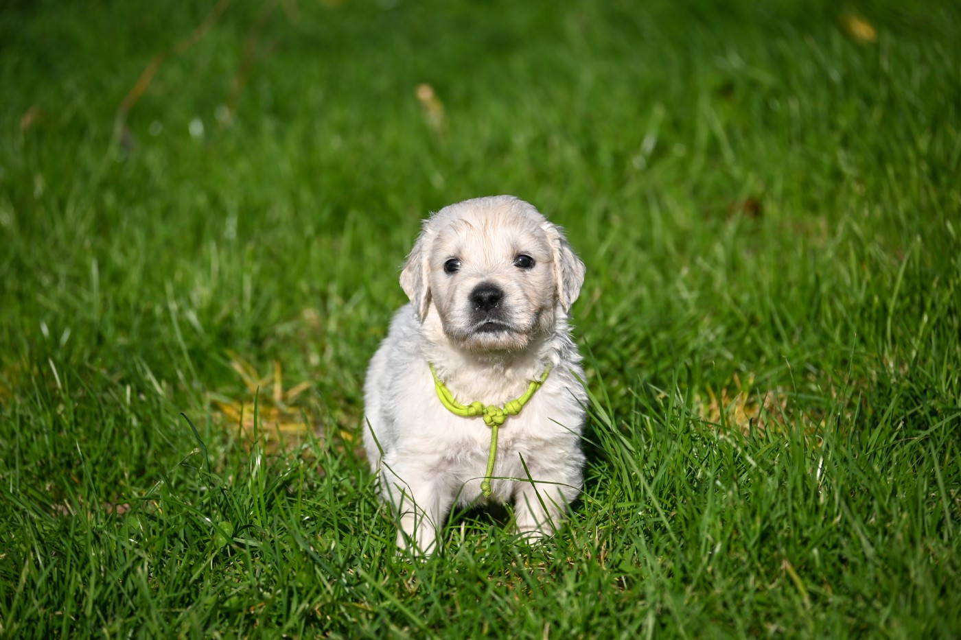 Des Symphonies d'Arlequin - Chiots disponibles - Golden Retriever