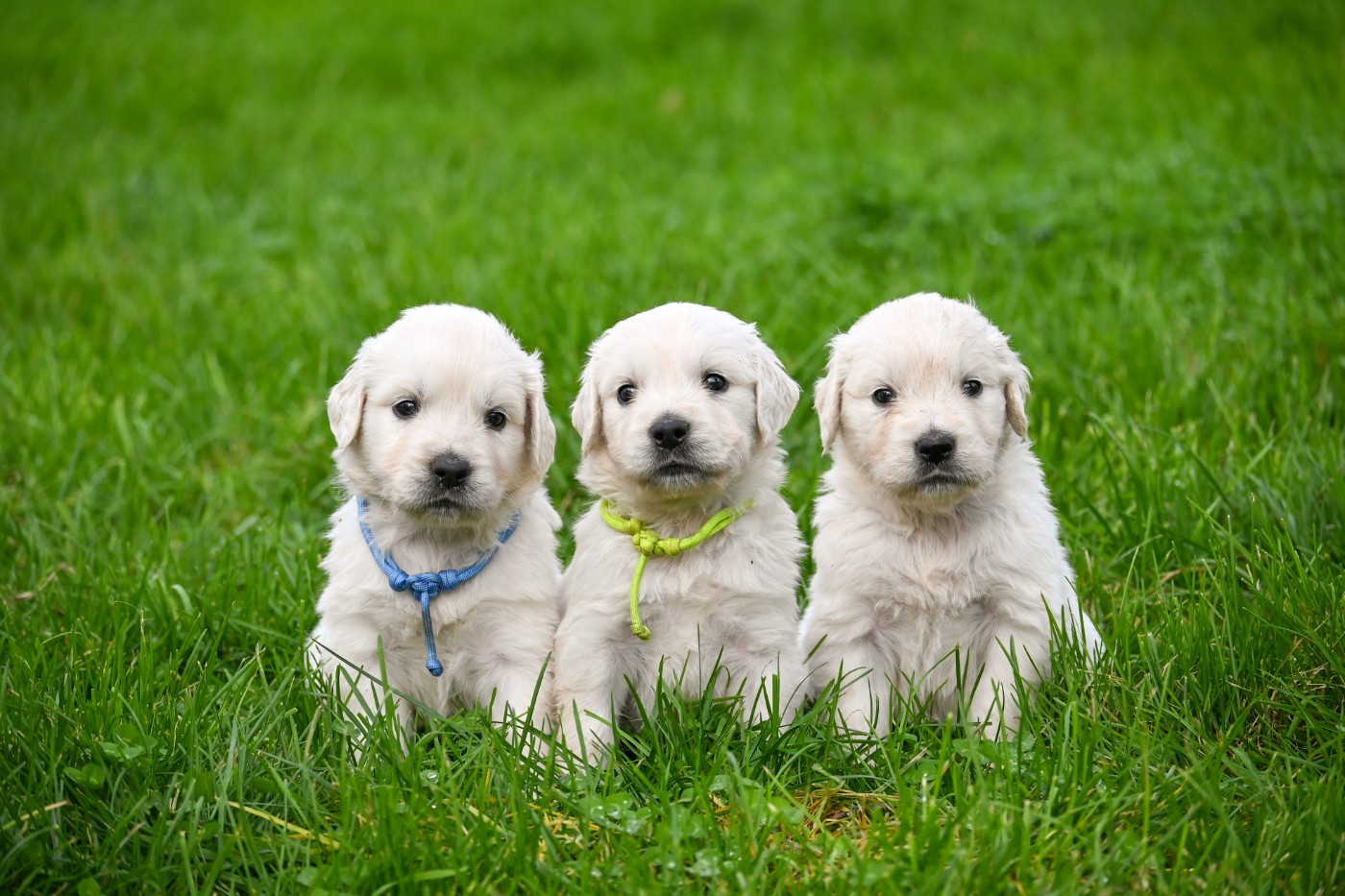 Puppy Golden Retriever Des Symphonies d'Arlequin