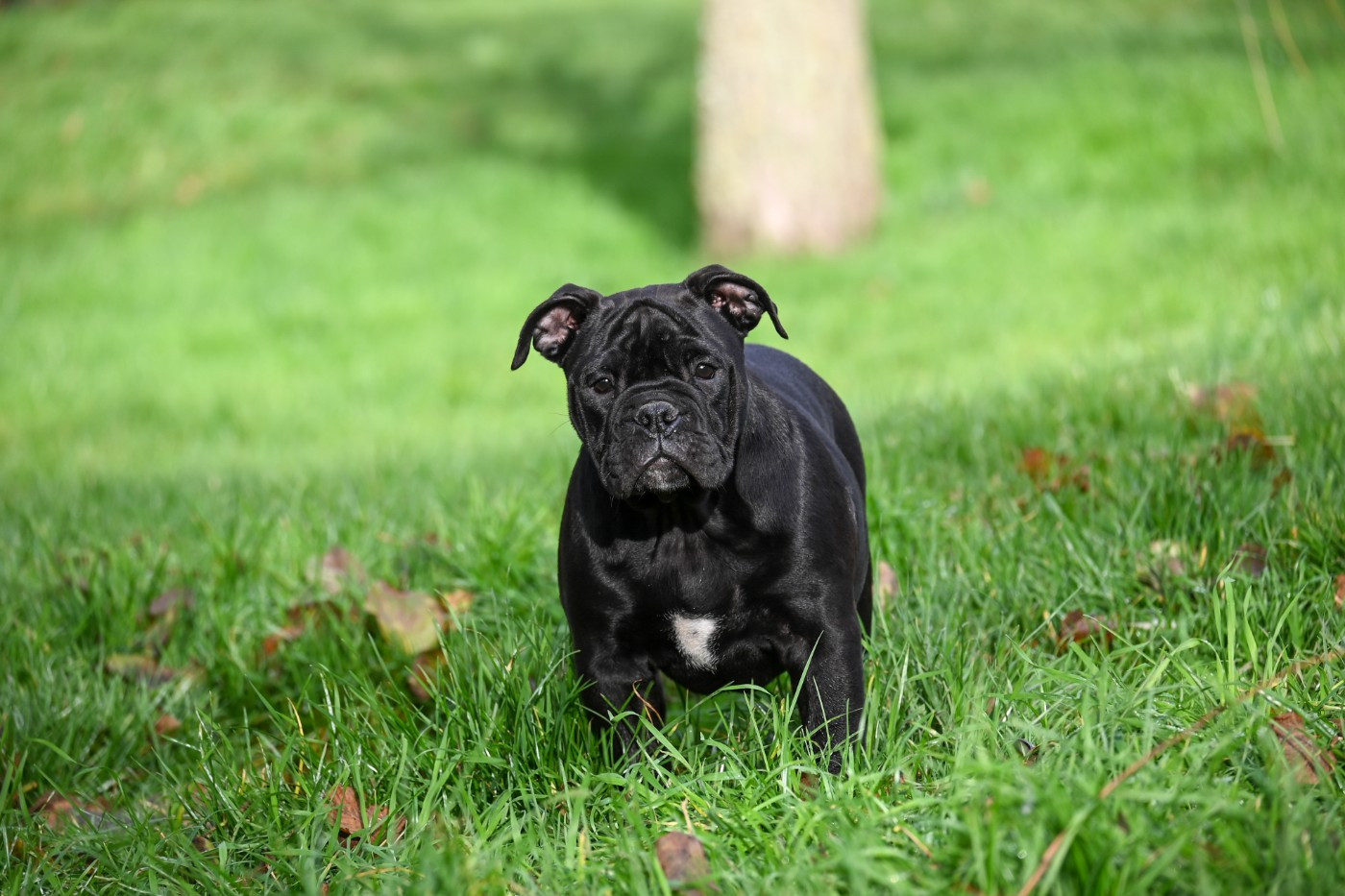 Des Symphonies d'Arlequin - Chiots disponibles - Bulldog continental