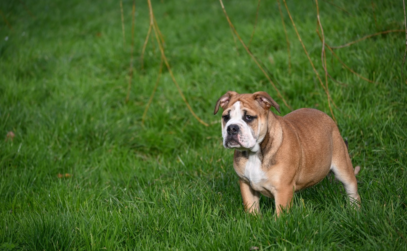 Des Symphonies d'Arlequin - Chiots disponibles - Bulldog continental