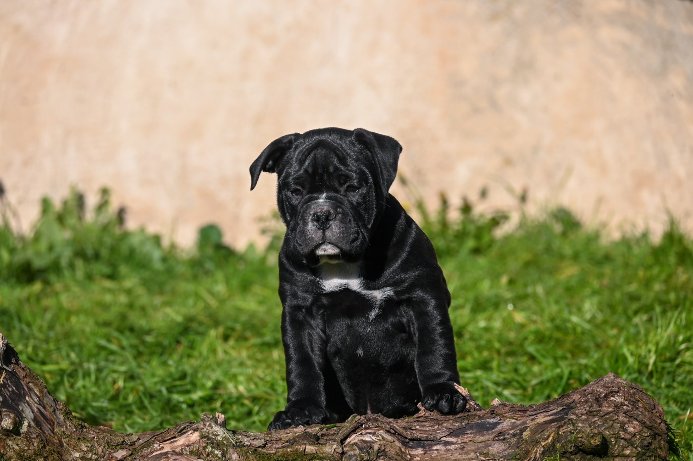 Des Symphonies d'Arlequin - Chiots disponibles - Bulldog continental