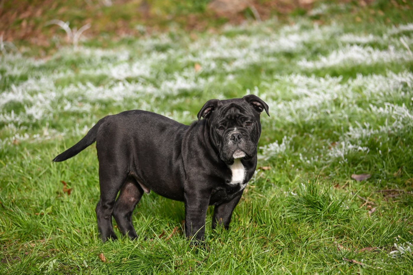 Des Symphonies d'Arlequin - Chiots disponibles - Bulldog continental