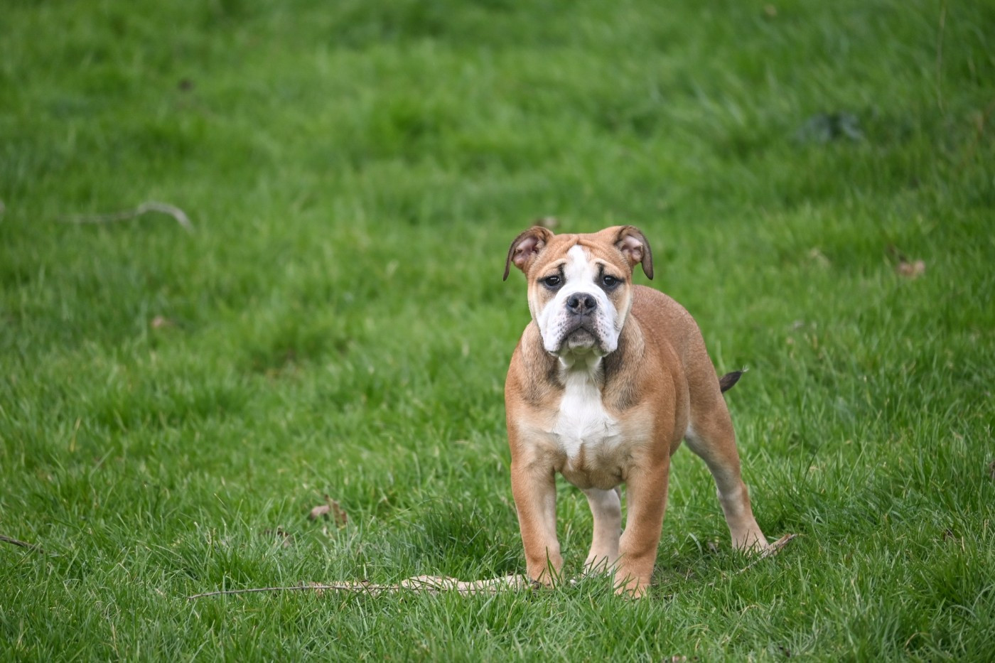 Des Symphonies d'Arlequin - Chiots disponibles - Bulldog continental